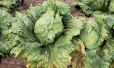 Mana salatei Mana salatei